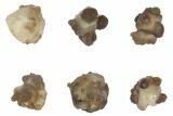 Medium Spheroidal Chalcedony Nodules From Morocco - Photo 2